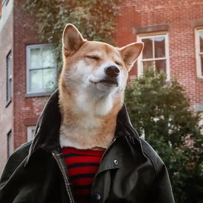 Meme chó mặc jacket da, toát vẻ ngầu lòi khó cưỡng.