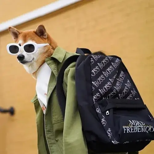 Shiba Inu mặc đồng phục học sinh, đeo balo, mang mắt kính