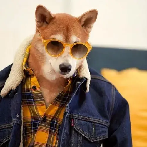 Meme chó mặc áo thun vàng sọc đen, khoác áo jean