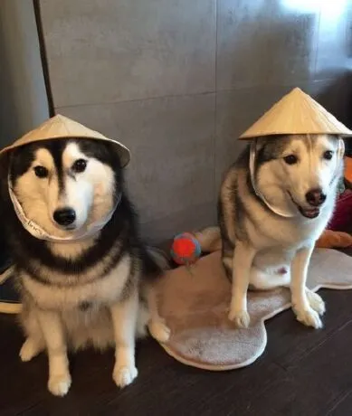 Chó Husky đội nón lá
