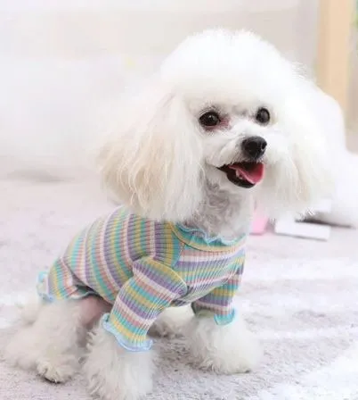 Poodle mặc áo thun dễ thương