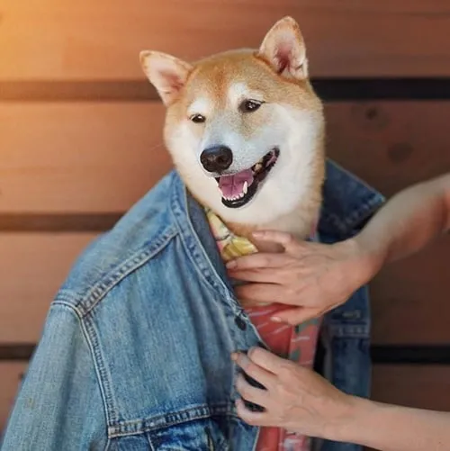 Hình chó mặc áo jeans, toát sự ấm áp và cute.