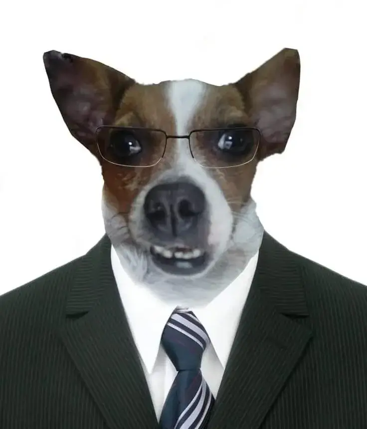 Biểu cảm chó mặc vest hài hước khiến tim người tan chảy