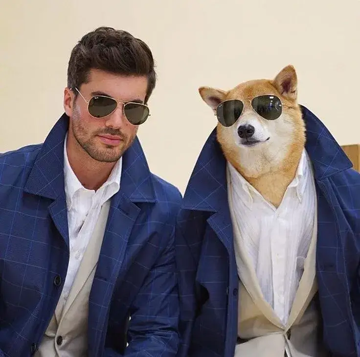 Chú chó mặc vest trang trọng khiến khung cảnh thêm hài hước