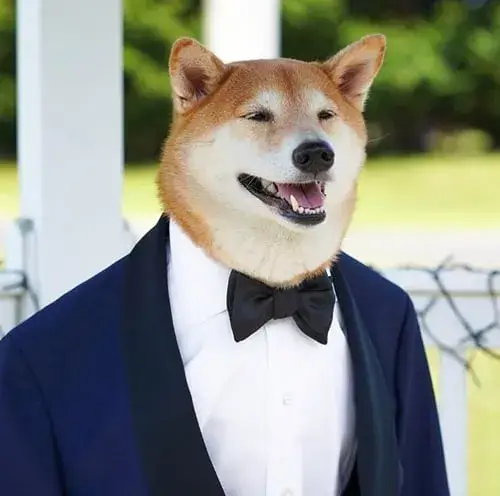 Bộ Meme Chó Mặc Vest phong thái quý ông lịch lãm cực cuốn hút, sang trọng