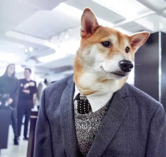 Chó Shiba Inu mặc vest dễ thương nhưng ánh mắt lại rất nghiêm túc