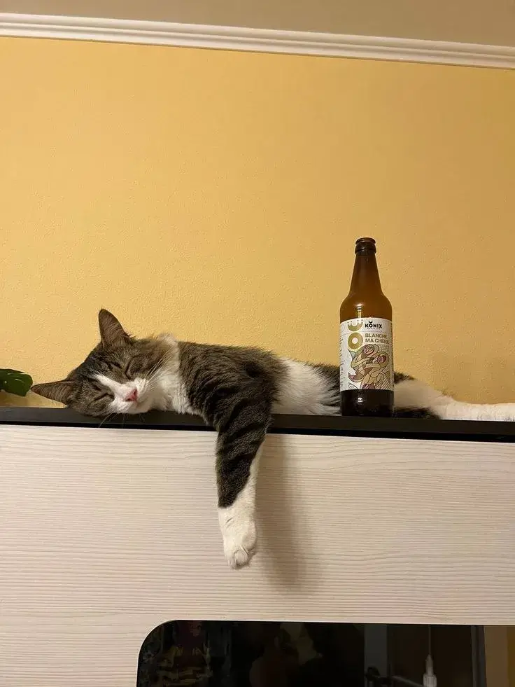 Meme mèo say rượu, gương mặt đỏ bừng buồn cười.