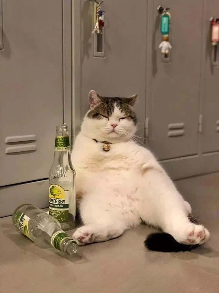 Mèo ôm chai rượu, ánh mắt dí dỏm khó nhịn cười.