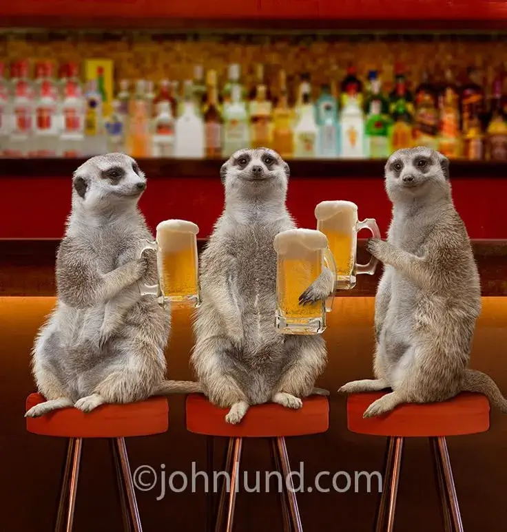 Hình ảnh mèo gục đầu, biểu cảm mệt nhọc sau khi nhậu.