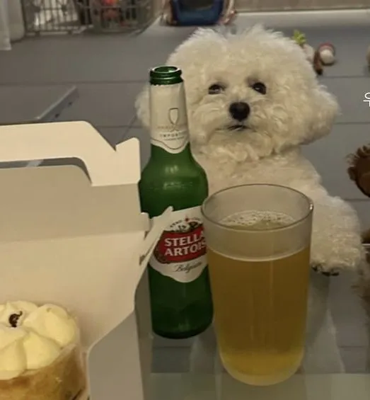 Chó nâng ly bia, ánh mắt lém lỉnh cực vui.