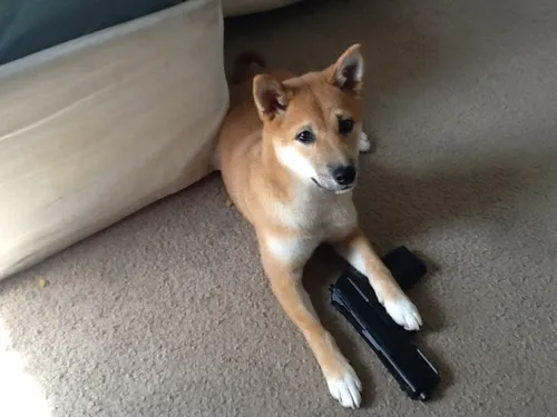 Avatar chó Shiba cầm súng, đôi tai dựng thẳng ngầu lòi.