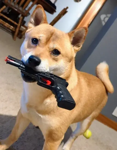 Hình Cheems ngậm khẩu súng nhìn tức giận giả buồn.