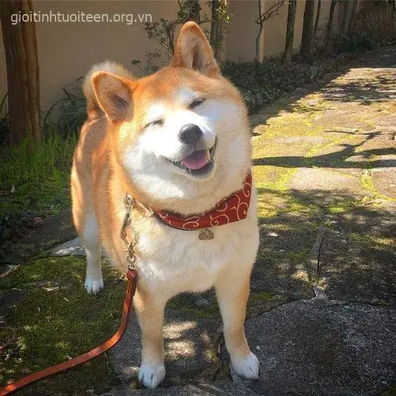 Meme chó Shiba mặt tỉnh bơ, lại thành ngộ nghĩnh lạ.