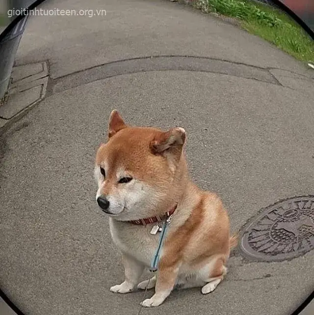 Meme chó Shiba há miệng to, ánh mắt hớn hở.