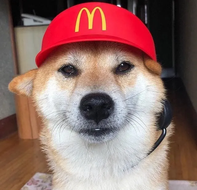 Meme chó Shiba cười toe toét, cực kỳ vui nhộn.