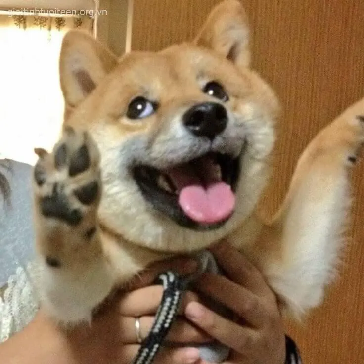Avatar Shiba đôi mắt tròn xoe, cực kỳ đáng yêu.