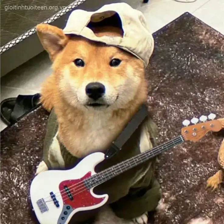 Avatar Shiba gương mặt rạng ngời, ánh mắt long lanh.