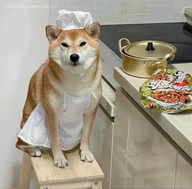 Avatar Shiba mặt tròn bụ bẫm, cực kỳ ngộ nghĩnh.