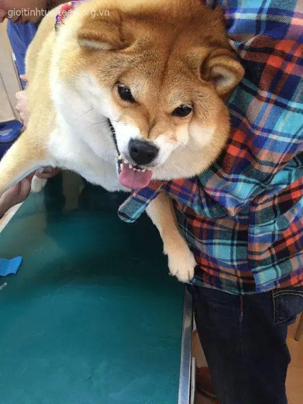 Avatar Shiba nụ cười dịu dàng, ánh mắt hiền hậu.