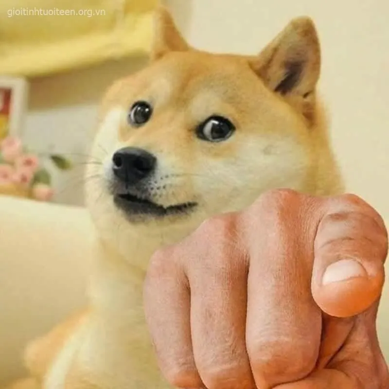 Meme Shiba chỉ tay vào màn hình