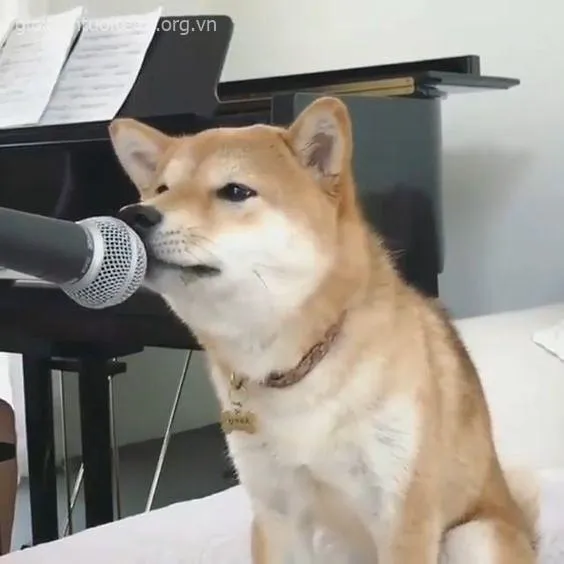 Meme Shiba nói trước micro