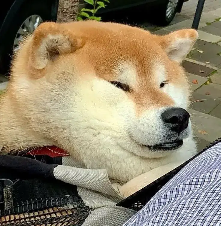 Meme Shiba cười nham nhở