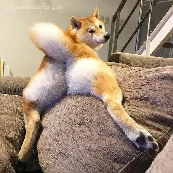 Meme Shiba chu đít