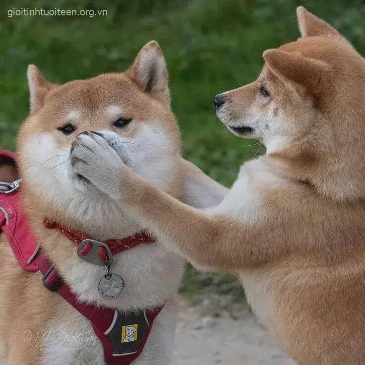 Meme Shiba bịt miệng con Shiba Inu khác