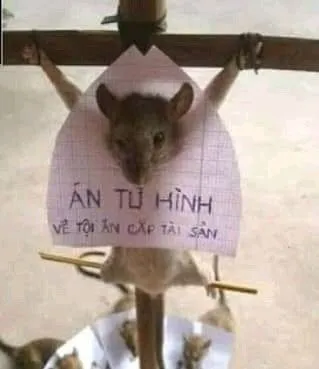 Chú chuột bị đóng tay chân lên cây thánh giá Chú chuột bị đóng tay chân lên cây thánh giá