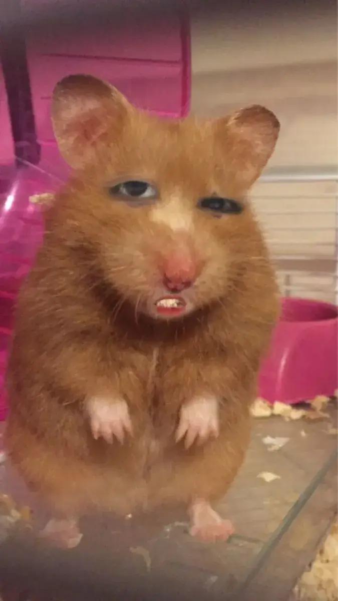 Avatar chuột ngọt ngào siêu cute