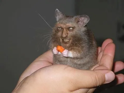 Meme con chuột hamster cười vui tươi cực kỳ đáng yêu