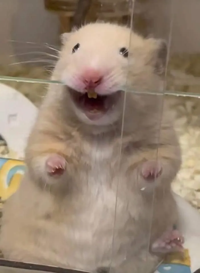 Meme chú chuột hamster cười lém lỉnh cực nhí nhảnh
