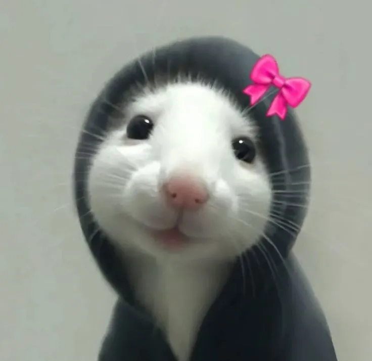 Meme chú chuột hamster cười duyên dáng cực dễ mến