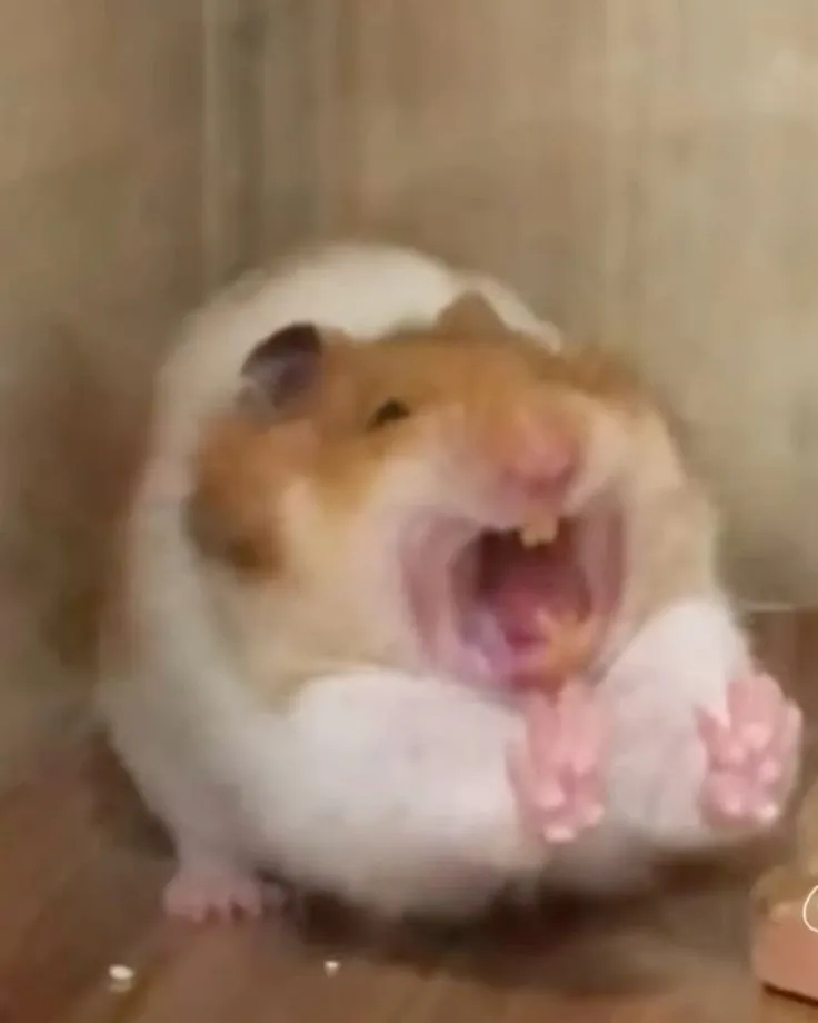 Meme chuột hamster lầy lội cực bá đạo