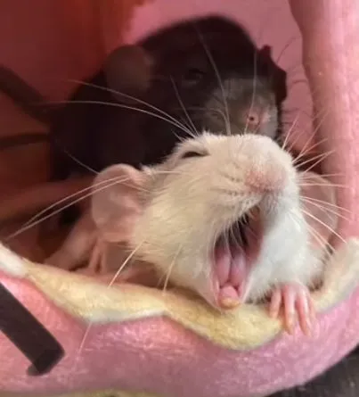 Ảnh chuột hamster vui nhộn má phình siêu đáng yêu