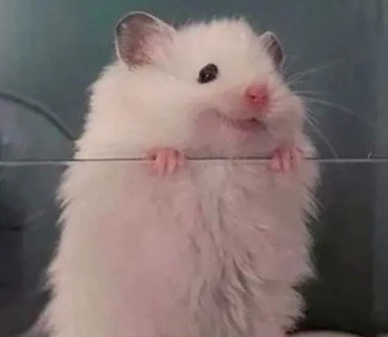 Ảnh chuột hamster lầy lội cực bựa hài hước