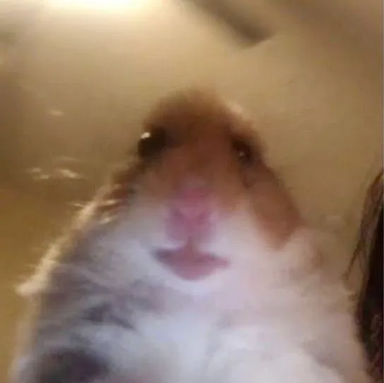 Hình chuột hamster bá đạo biểu cảm troll khó đỡ