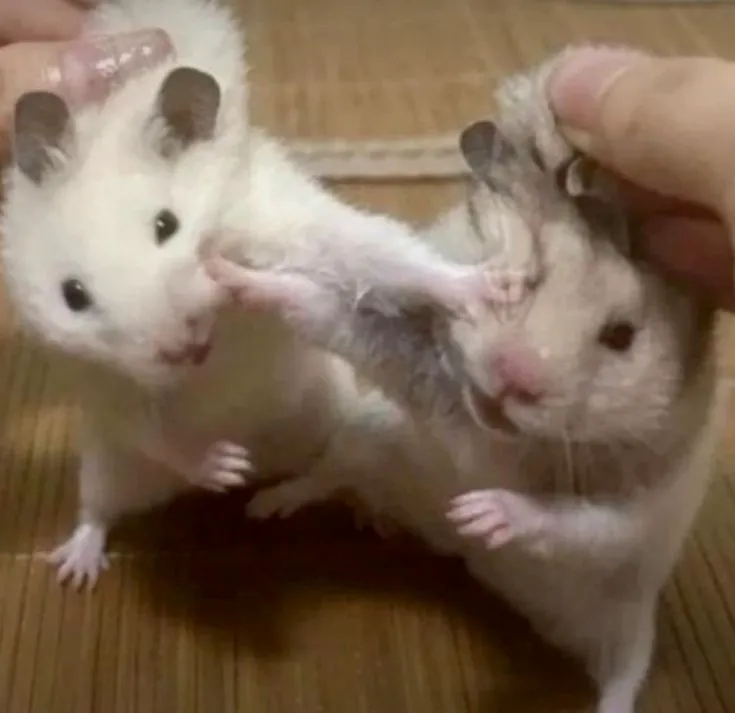 Hình chuột hamster đánh nhau ngộ nghĩnh đôi mắt to tròn