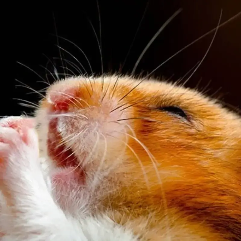 Chuột Hamster khcs lóc cầu nguyện