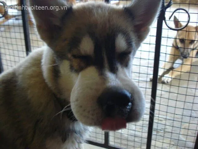 Chó bị ong đốt trông lờ đờ, ánh mắt cực kỳ tội nghiệp