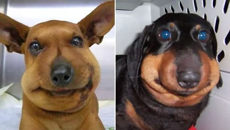 Cười ngất với bộ Meme Chó Bị Ong Đốt mặt sưng phồng rất đáng thương