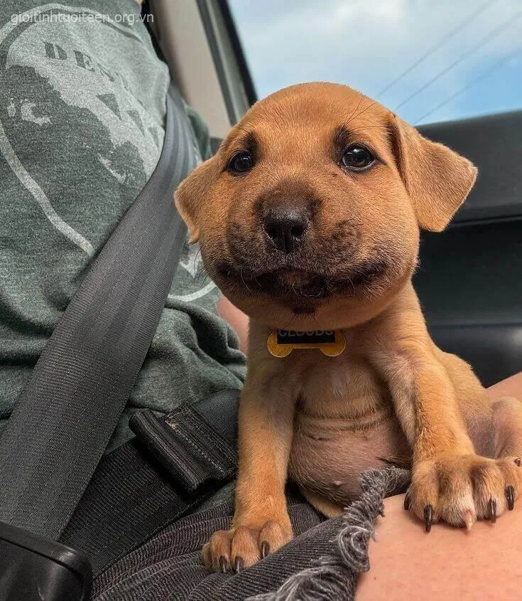 Biểu cảm chó Poodle bị ong đốt vừa hài hước vừa tội nghiệp