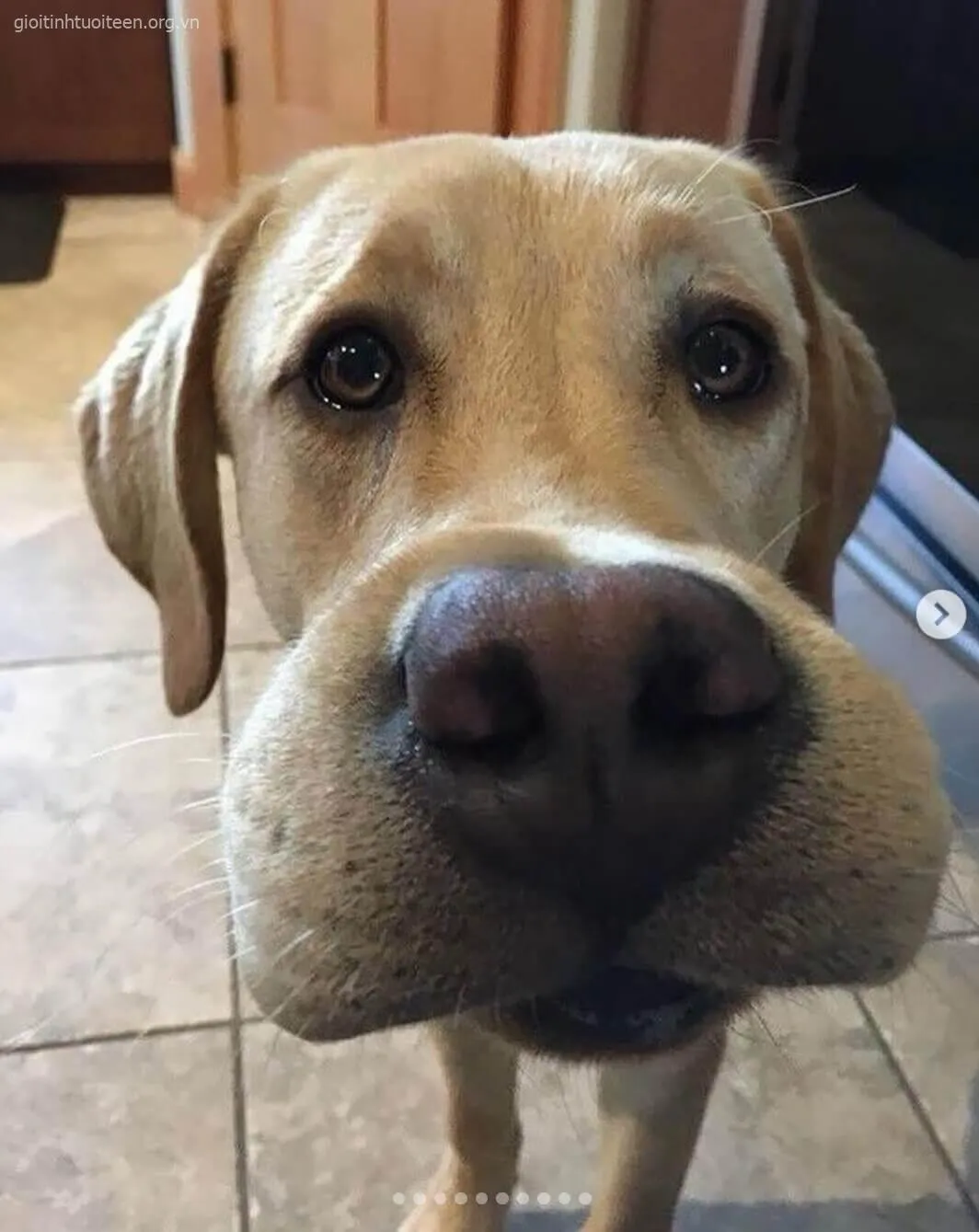 Gương mặt chó bị ong đốt phình to thật sự ngộ nghĩnh