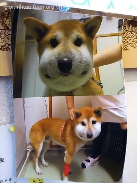 Chó bị ong đốt đôi mắt long lanh, nhìn rất tội nghiệp