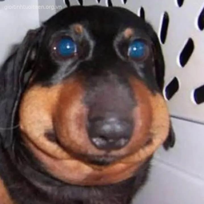 Khuôn mặt chó bị ong đốt sưng phồng rất buồn cười