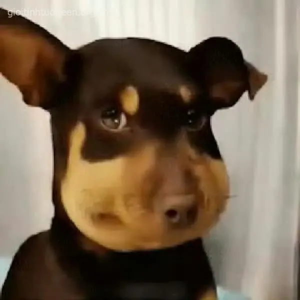 Chó bị ong đốt mặt méo xệch, ánh mắt hoang mang