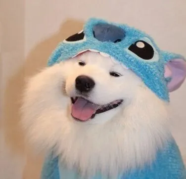 Chó cười lém lỉnh nhăn mặt cực duyên dáng đáng yêu.