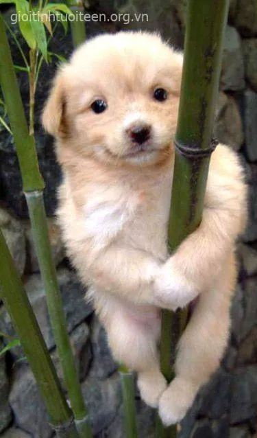 Chó cười bá đạo khoái trá như một cao thủ troll.