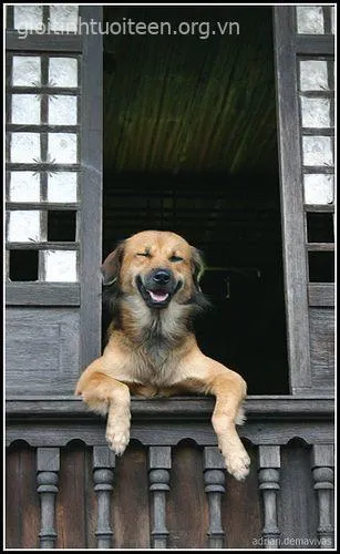 Chó cười vui tươi ngập tràn sự hồn nhiên dễ thương.