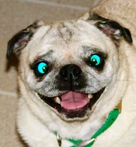 Chó cười nhí nhảnh tạo không khí rộn ràng cực vui.